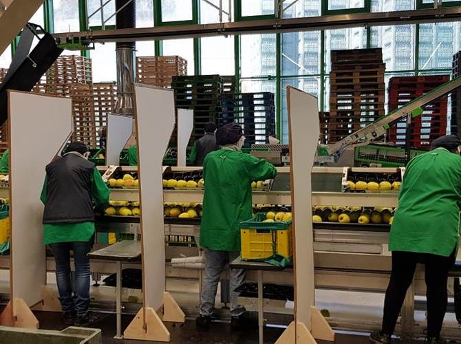 Melinda. Garantire la presenza del prodotto nel punto vendita è una responsabilità sociale Dall’inizio dell’emergenza Coronavirus, il Consorzio non ha mai arrestato l’attività, riorganizzando in tempi record gli standard di sicurezza al suo interno, per garantire la fornitura di mele su tutto il territorio nazionale. Odorizzi: “Rappresentiamo 4.000 famiglie, siamo chiamati a trovare le migliori soluzioni per garantire sicurezza sanitaria e lavoro”.