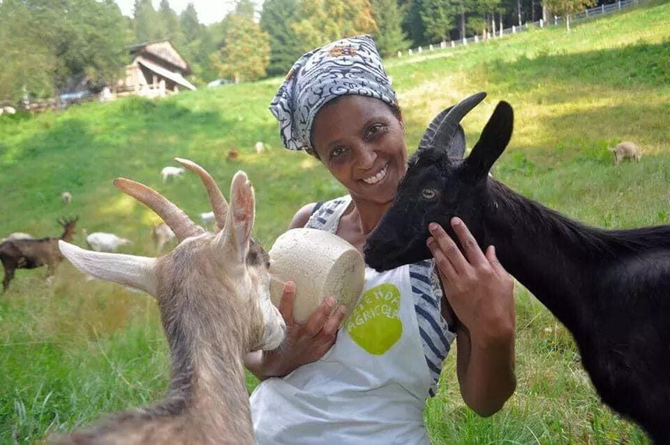 Agitu, i veterinari nella stalla di Frassilongo La Provincia in campo per verificare e garantire il benessere delle capre allevate da Agitu Ideo Gudeta, imprenditrice agricola di Frassilongo, uccisa a fine anno. Su indicazione dell’assessore provinciale all’agricoltura, Giulia Zanotelli, il Servizio veterinario dell'Azienda provinciale per i servizi sanitari ha effettuato un sopralluogo presso l'allevamento che conta 82 esemplari di razza mochena. Secondo le verifiche effettuate, gli animali si presentano in buono stato di salute e di nutrizione.